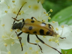 Brachyta sachalinensis