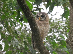 Strix woodfordii woodfordii