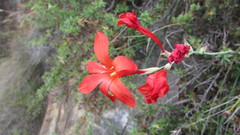 Gladiolus nerineoides