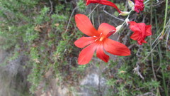 Gladiolus nerineoides