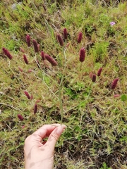 Eryngium ebracteatum