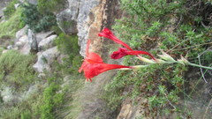 Gladiolus nerineoides