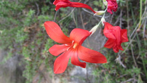 Image of Gladiolus nerineoides by (c) James Deacon, some rights reserved (CC BY-SA)