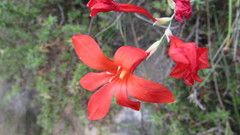 Gladiolus nerineoides