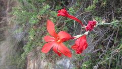 Gladiolus nerineoides