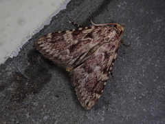Aglossa dimidiatus