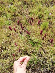 Eryngium ebracteatum
