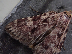 Aglossa dimidiatus