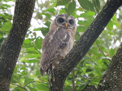 Strix woodfordii woodfordii