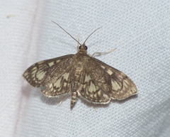 Anania stachydalis