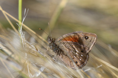 Cosmosatyrus leptoneuroides