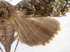 Mormo cyanea