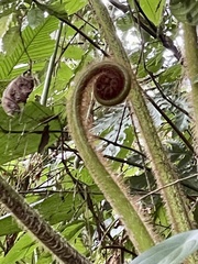 Lophosoria quadripinnata