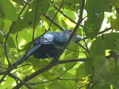 Phaenicophaeus sumatranus