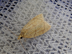 Tortrix sinapina