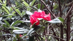 Rhododendron macrophyllum