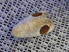 Sphragifera sigillata