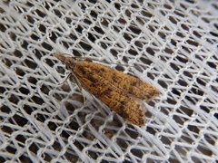 Dichomeris harmonias