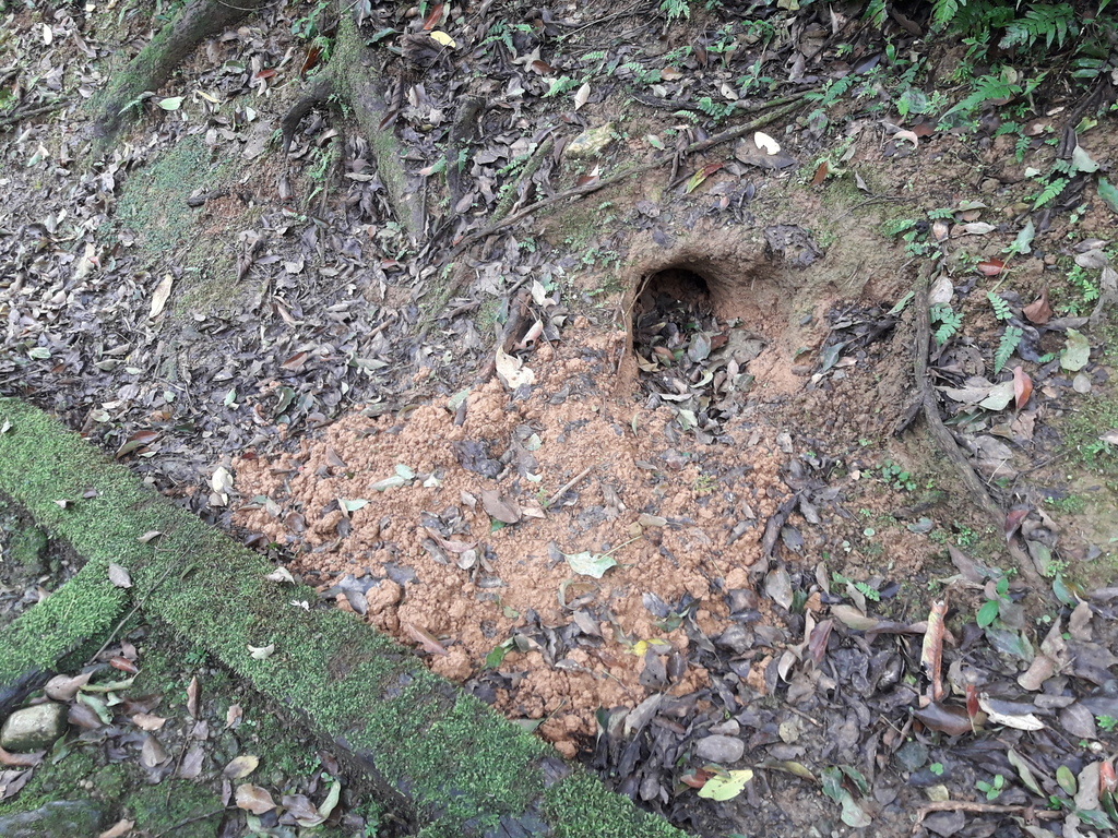 Taiwan Pangolin in May 2020 by Tahic Kolas · iNaturalist