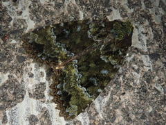Mormo cyanea
