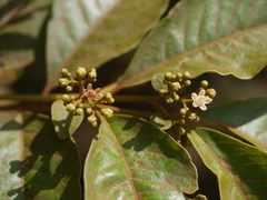 Cipadessa baccifera