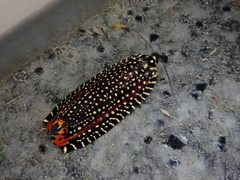 Cerace xanthocosma