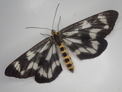 Cystidia truncangulata
