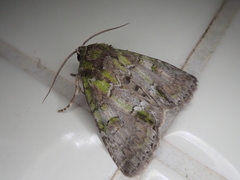 Polyphaenis subviridis