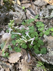 Corydalis triternata