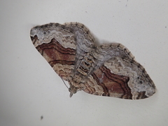 Xanthorhoe hortensiaria