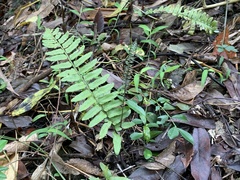 Bolbitis rhizophylla