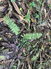 Bolbitis rhizophylla