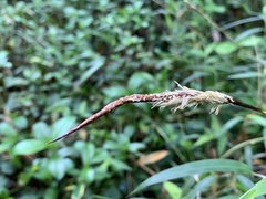 Carex makinoensis
