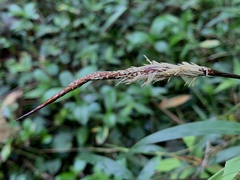 Carex makinoensis