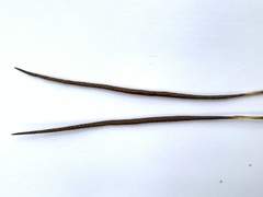 Carex makinoensis