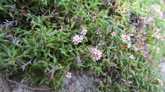 Stoebe prostrata