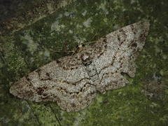 Protoboarmia faustinata