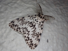 Lymantria minomonis