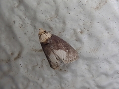Naryciodes posticalis
