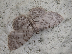 Myrioblephara nanaria