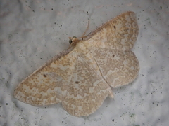 Synegia hadassa