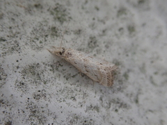 Microchilo inouei