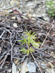 Cleome circassica