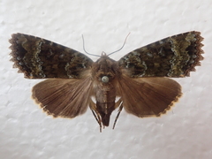 Mormo cyanea
