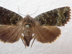 Mormo cyanea