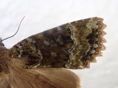 Mormo cyanea