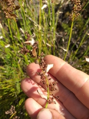 Elegia filacea