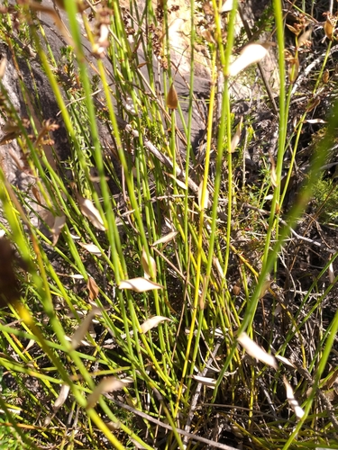 Image of Elegia filacea by (c) kevin koen, some rights reserved (CC BY-SA)