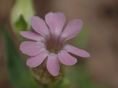 Silene behen
