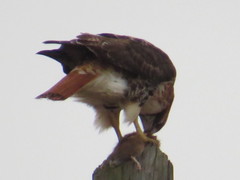 Buteo jamaicensis